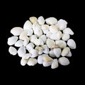Pack Of Coral Sea Shells Decor Perfect Aquarium Sea Shells 4530