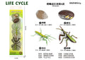 KZ956-069F Praying Mantis Life Cycle Montessori Set – Educational Nature Learning Toy for Kids