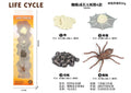 KZ956-058F Spider Life Cycle Montessori Set – Educational Science Learning Toy for Kids