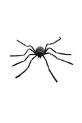 Spider Stripe 120cm